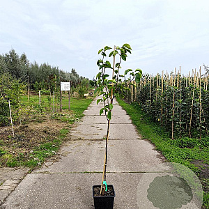 Pyrus pyrifolia 'Tama' 150-175 cm 10L