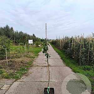 Pyrus c. 'Beurré Hardy' 125-150 cm 10L