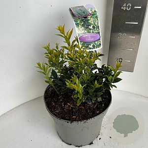 Sarcococca confusa 25-30 cm 5,0L