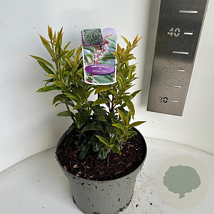 Sarcococca h. Winter Gem 25-30 cm 5,0L