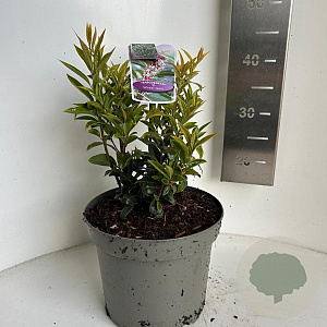 Sarcococca h. Winter Gem 25-30 cm 5,0L
