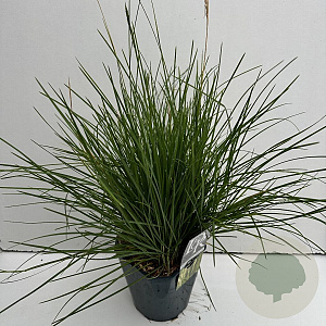 Sesleria autumnalis 25-30 cm 5,0L vierkant