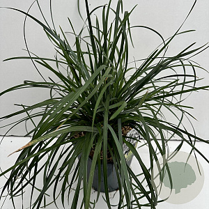 Sesleria heufleriana 25-30 cm 5,0L vierkant