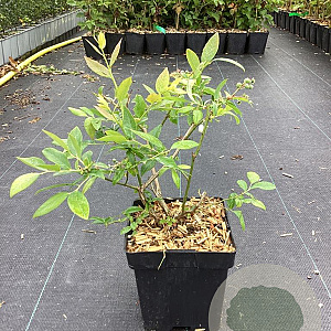 Vaccinium c. 'Duke' 30-40 cm 3,0L