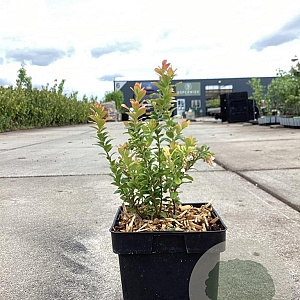 Vaccinium vitis-id. 'Red Pearl' GM C3