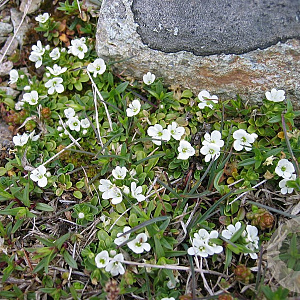 Veronica repens GM P9 leverbaar