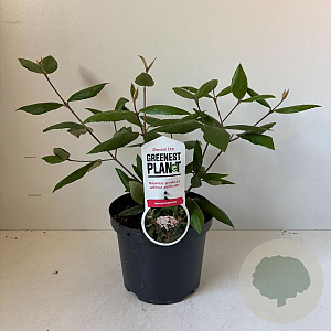 Viburnum burkwoodii 30-40 cm 3,5L