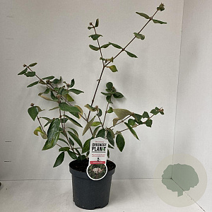 Viburnum burkwoodii 40-45 cm 3,5L
