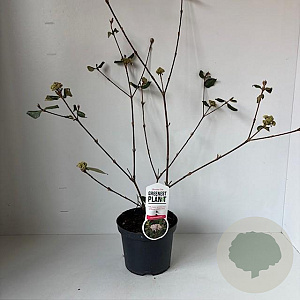 Viburnum burkwoodii 40-45 cm 3,5L