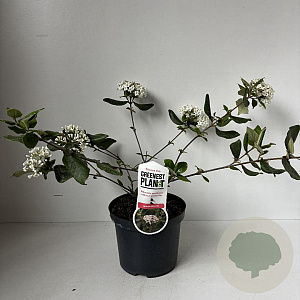 Viburnum burkwoodii 40-45 cm 3,5L