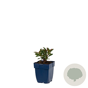 Euphorbia amygdal. 'Purpurea' GM  P11