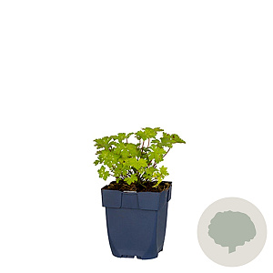 Geranium macr. 'Olympic Fire' GM  P11