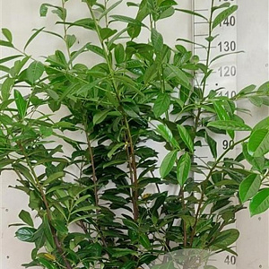 Prunus l. 'Novita' 150-175 cm 20L