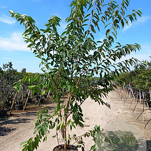 Prunus maackii 'Amber Beauty' 200-250 cm 40L meerstammig