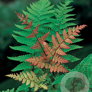 Dryopteris erythrosora GM P9