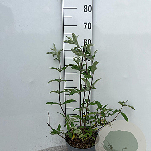 Buddleja d. 'Border Beauty' 30-40 cm 5,0L