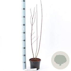 Cornus alba 'Elegantissima' 40-60 cm 2,0L