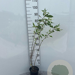 Cornus alba 'Elegantissima' 80-100 cm 2,0L