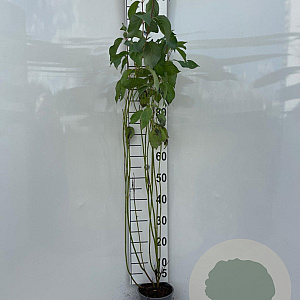 Cornus alba 80-100 cm 2,0L