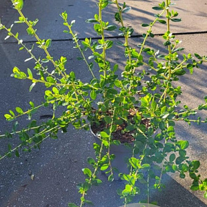 Escallonia 'C.F. Ball' 20-25 cm 5,0L
