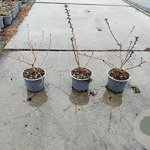 Escallonia 'Donard Seedling' 15-20 cm C1.3