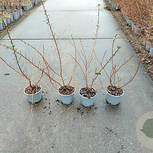 Escallonia 'Donard Seedling' 40-60 cm C1.3