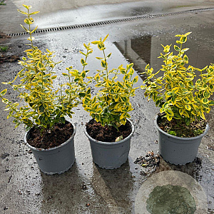 Euonymus fort. 'Emerald 'n' Gold' plantgoed C1.3
