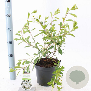Exochorda 'The Bride' 30-40 cm 3,0L