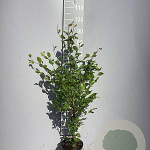 Fagus sylvatica 40-60 cm 2,0L