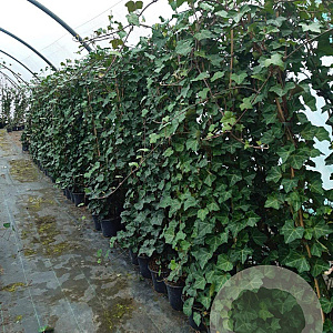 Hedera hibernica 125-150 cm 2,0L