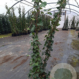 Hedera hibernica 125-150 cm 2,0L