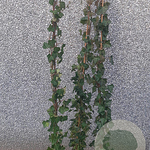 Hedera hibernica 150-175 cm 3,0L
