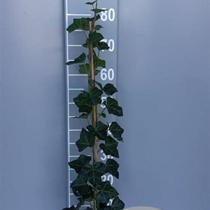Hedera hibernica 80-100 cm 2,0L