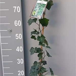 Hedera hibernica 80-100 cm 2,0L
