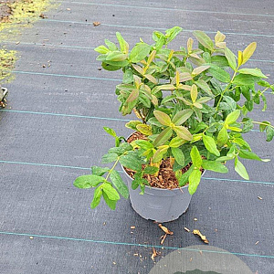 Hypericum calycinum 20-25 cm 5,0L