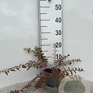 Hypericum moser. 'Tricolor' 20-25 cm C1.3