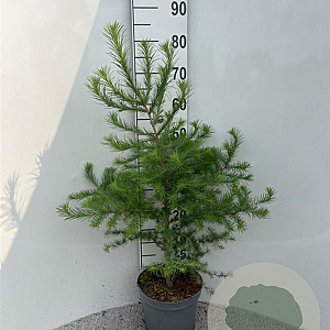 Larix kaempferi 60-80 cm 5,0L