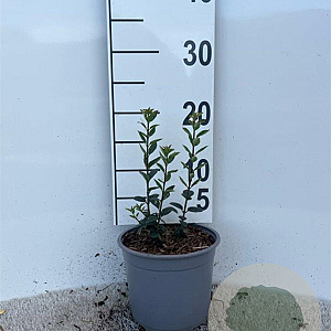 Ligustrum vulg. 'Atrovirens' 10-15 cm 2,0L