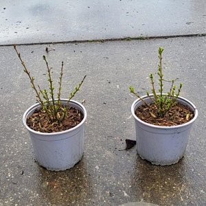 Ligustrum vulg. 'Lodense' 10-15 cm 2,0L