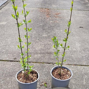 Ligustrum vulgare 15-20 cm 2,0L
