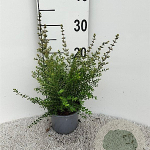 Lonicera nitida 15-20 cm C1.3