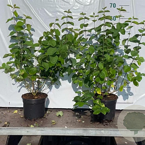 Lonicera xylosteum 40-60 cm 2,0L