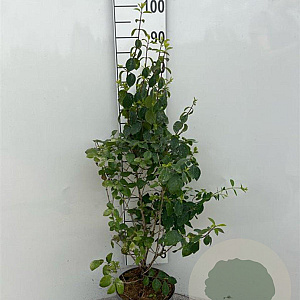 Lonicera xyl. 'Clavey's Dwarf' 100-125 cm 5,0L