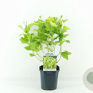 Physocarpus opulif. 'Dart's Gold' 30-40 cm 2,0L