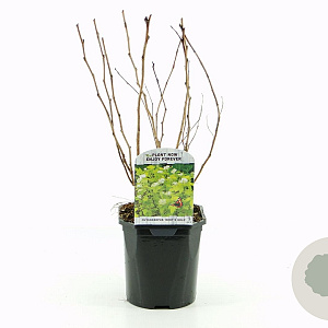 Physocarpus opulif. 'Dart's Gold' 30-40 cm 2,0L