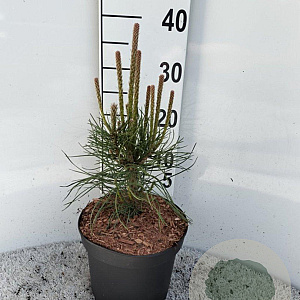 Pinus nigra nigra 30-40 cm 5,0L