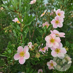 Potentilla f. Lovely Pink 20-25 cm 3,0L