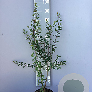Prunus spinosa 60-80 cm 5,0L