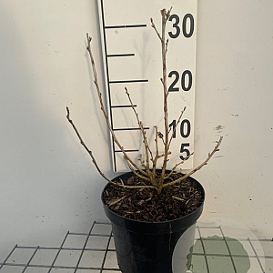 Ribes alpinum 'Schmidt' 30-40 cm 3,0L