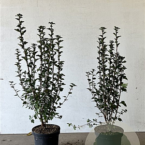 Ribes alpinum 'Schmidt' 60-80 cm 5,0L